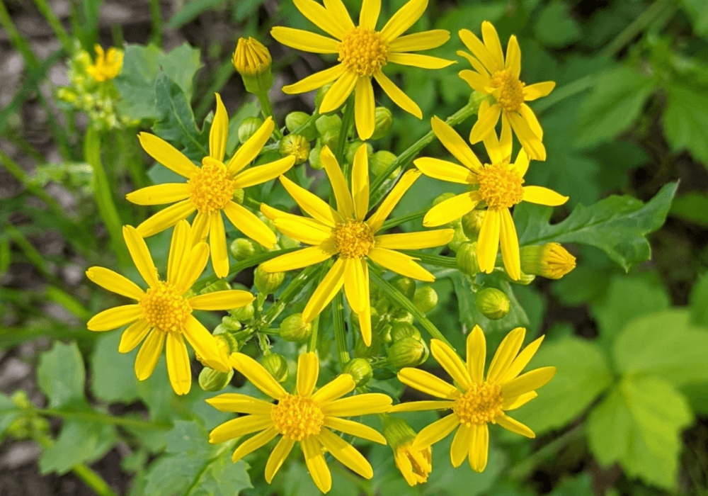 symptoms of ragwort poisoning in horses